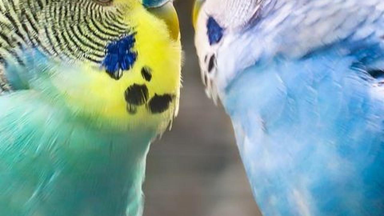 Keempat,  Burung Parkit yang Cantik