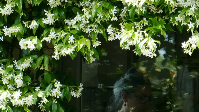 Melati Bintang (Trachelospermum jasminoides)