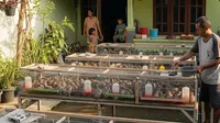9 Usaha Ternak Tanpa Ganggu Tetangga, Minim Bau dan Suara
