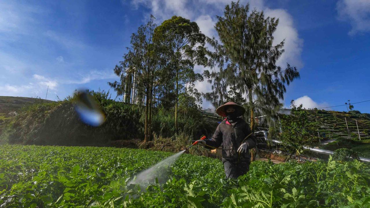 FOTO: Petani Kentang Dieng Terpinggirkan di Tengah Turunnya Harga Pupuk Subsidi