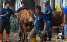 Prabowo Beli Sapi Kurban Pakai Dana APBN, Ini Tanggapan MUI