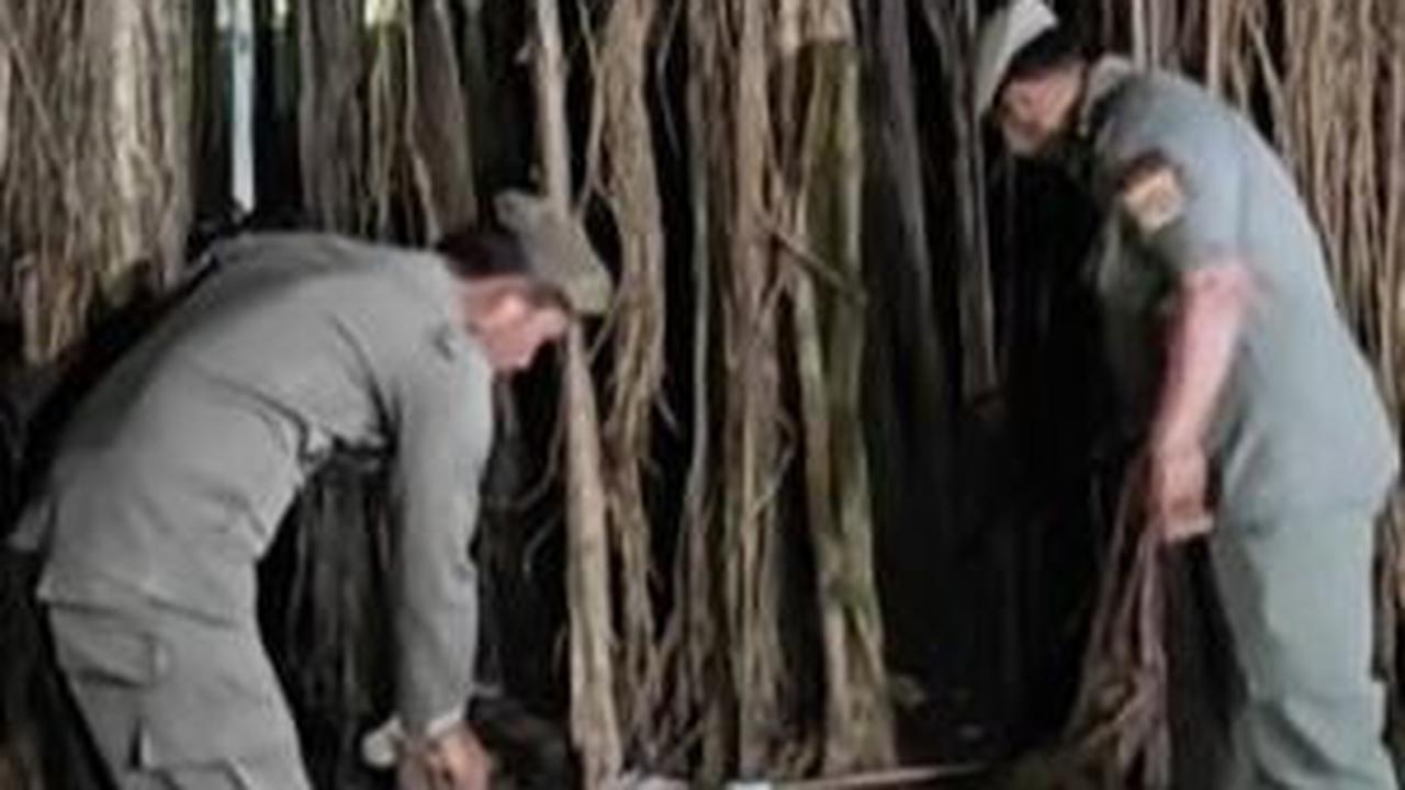 Hutan Kota Cawang jadi Tempat Kumpul LGBT Bukan Milik Pemprov DKI, Ternyata Ini Pemiliknya