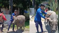 Viral Video Kerbau Masuk Sekolah, Siswi SMA Langsung Lapor Damkar