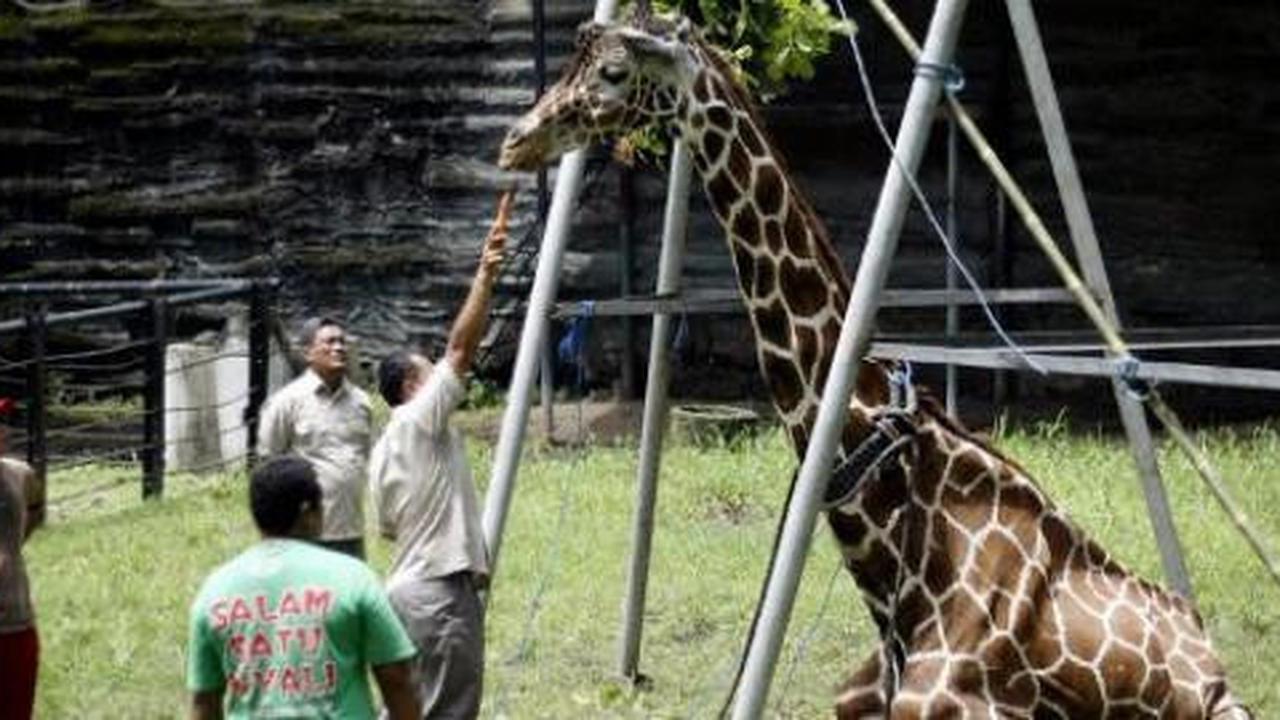 Lonjakan pengunjung Ragunan diprediksi hari Minggu