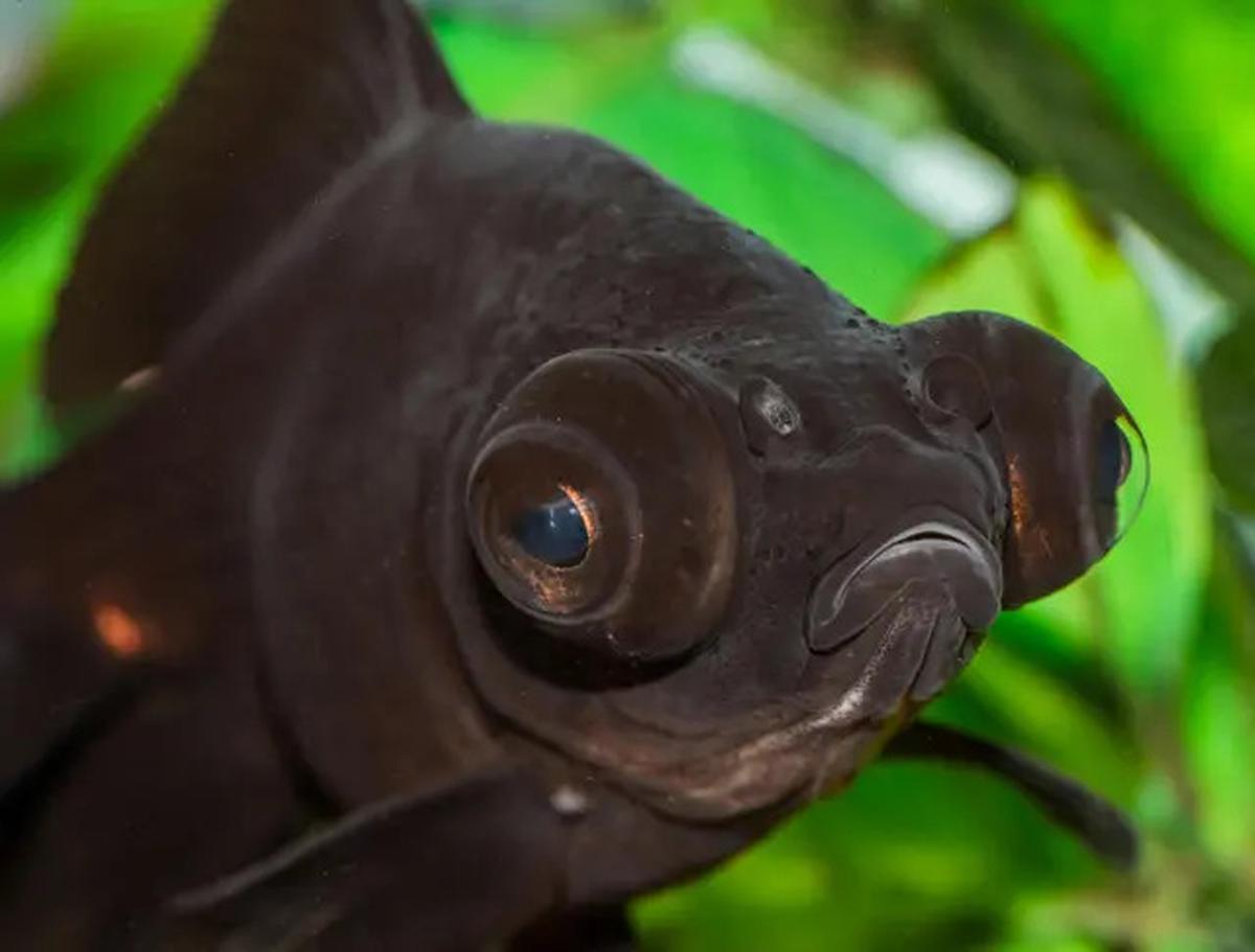 8 Ikan Ini Dipercaya Bawa Keberuntungan dan Rezeki, Cocok Dipelihara di Rumah