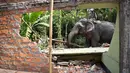 Seekor gajah menghancurkan rumah saat penggusuran di Suaka Margasatwa Amchang, Assam, India (27/11). Pasukan keamanan India mengerahkan gajah untuk menggusur sejumlah rumah ilegal di kawasan tersebut. (AP Photo/Anupam Nath)