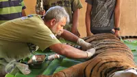 Drh. Anhar Lubis memeriksa kondisi Harimau Sumatera yang terluka akibat terjerat jebakan rusa yang dipasang oleh warga, Mandailing Natal, Sumut, Sabtu (28/11/2015). (Foto:Ori Kakigunung)