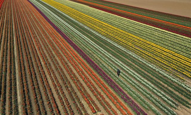 Ribuan Bunga Tulip Bermekaran di Jerman