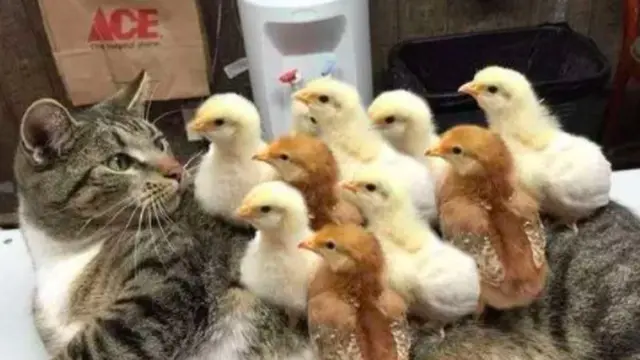 10 Potret Persahabatan Unik Hewan Beda Spesies, Bikin Gemas