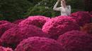 Para pengunjung berjalan di antara bunga-bunga azalea yang bermekaran di Kuil Nezu, Tokyo, pada hari musim semi yang sejuk, Senin, 15 April 2024. (AP Photo/Eugene Hoshiko)
