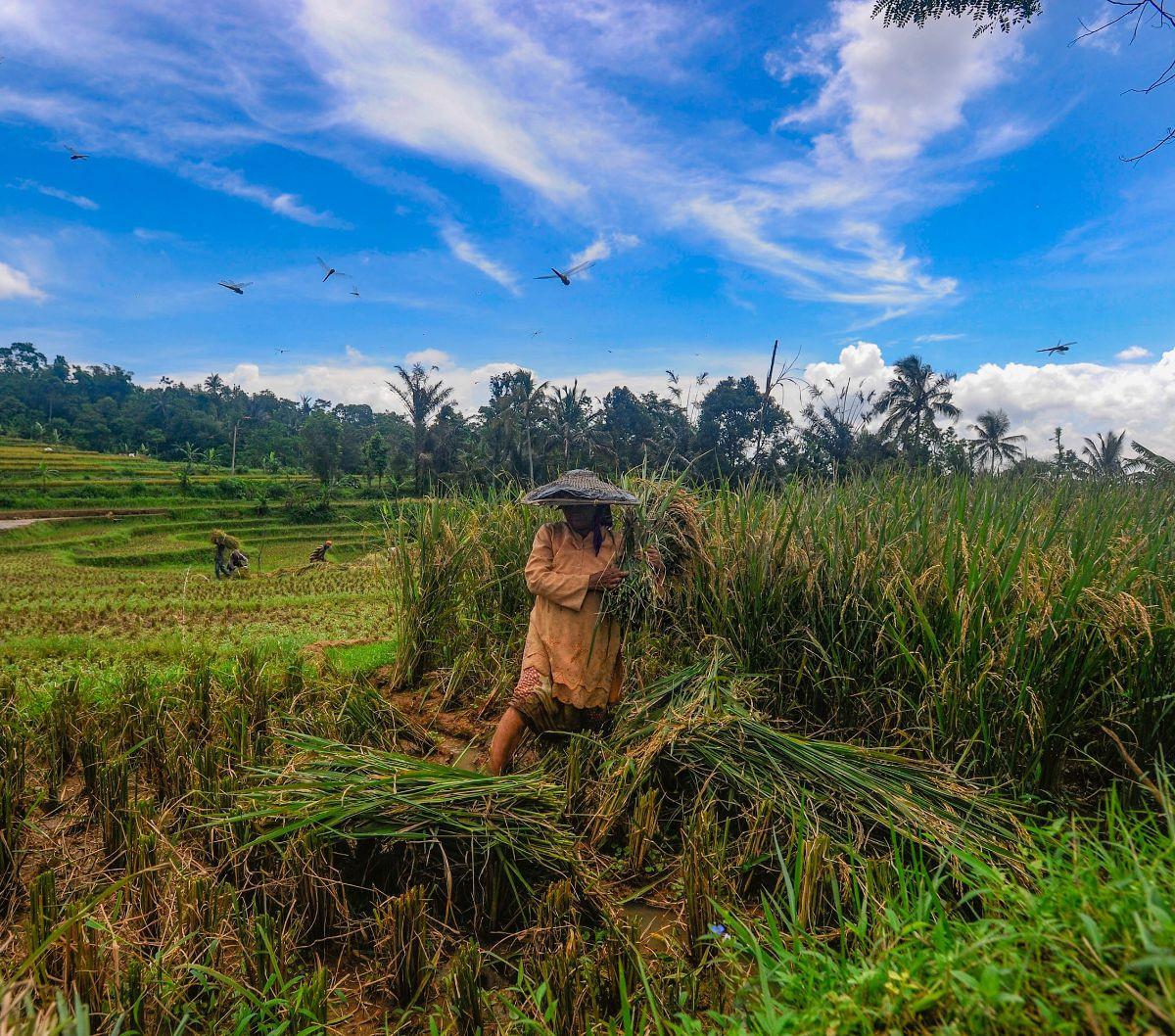 Petani memanen padi jenis Baligo di kawasan Sukamakmur, Bogor, Jawa Barat, Sabtu (27/4/2024). Seusai Lebaran, harga beras di tingkat penggilingan saat ini mengalami penurunan cukup signifikan, dari awal bulan puasa seharga Rp12.500 per kilogram kini menj