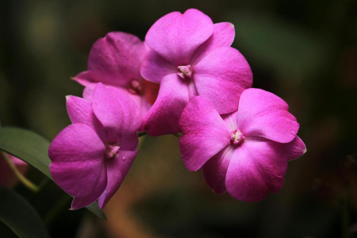 Bunga impatiens