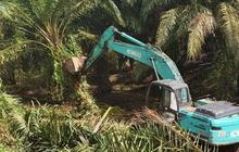 Anggaran Kemenhut 2026 Naik Drastis, Ternyata Ini Alasan Utama Pembangunan Kehutanan