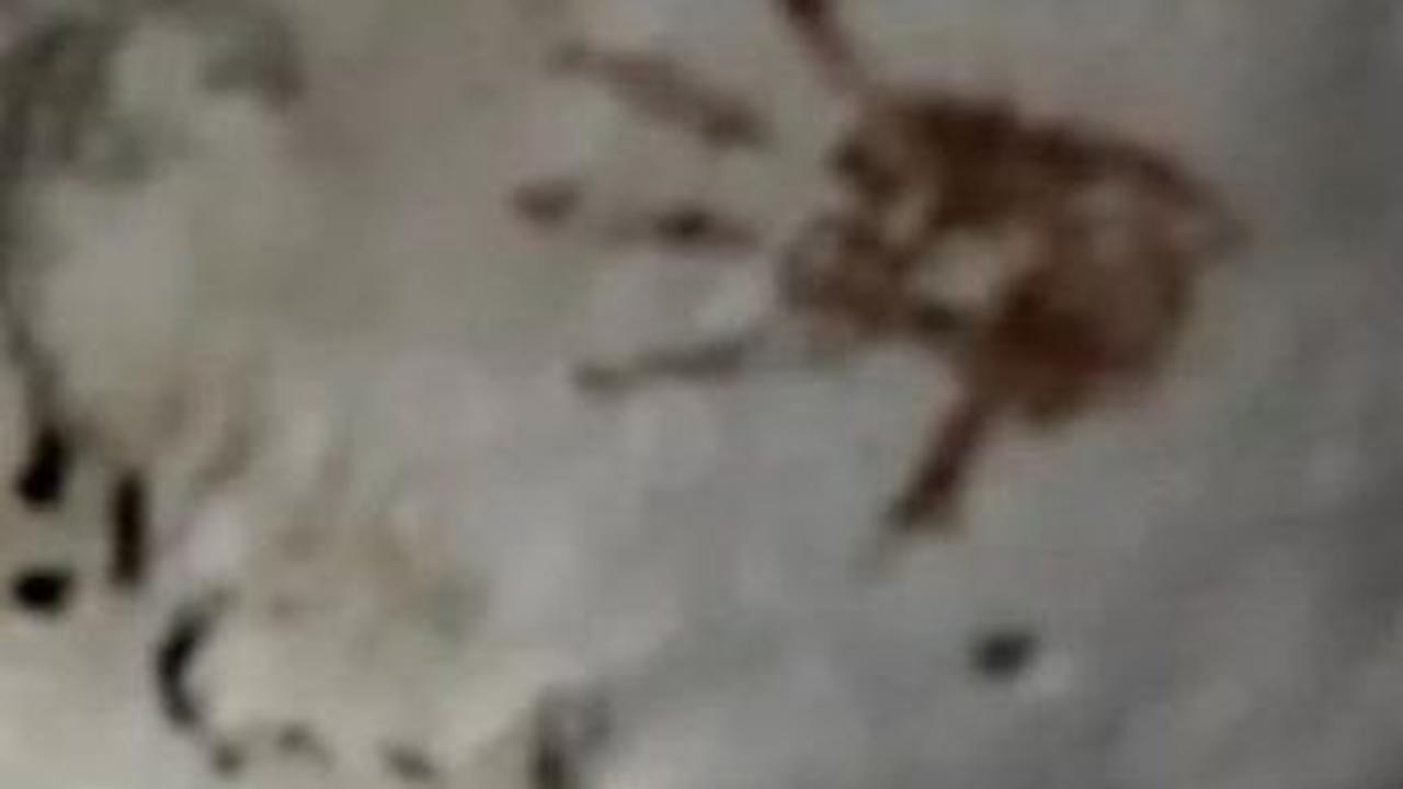 Ratusan Cap Tangan Misterius Berusia 1.200 Tahun Ditemukan di Gua Ini, Ternyata Punya Makna Mendalam