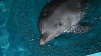 Ilustrasi lumba-lumba. (dok. Unsplah/Kirill Sh)