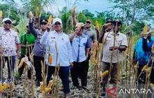 Tahukah Anda? Panen Jagung Hibrida Biak di Kampung Yopdi Sukses Besar, Bupati Apresiasi Jadi Solusi Ketahanan Pangan Lokal!