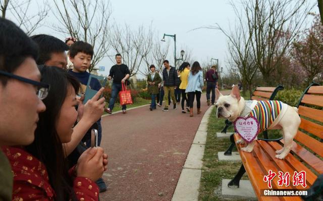 Netizen banyak yang mengambil foto Bulldog lalu mempostingnya di sosial media masing-masing | Photo: Copyright shanghaiist.com