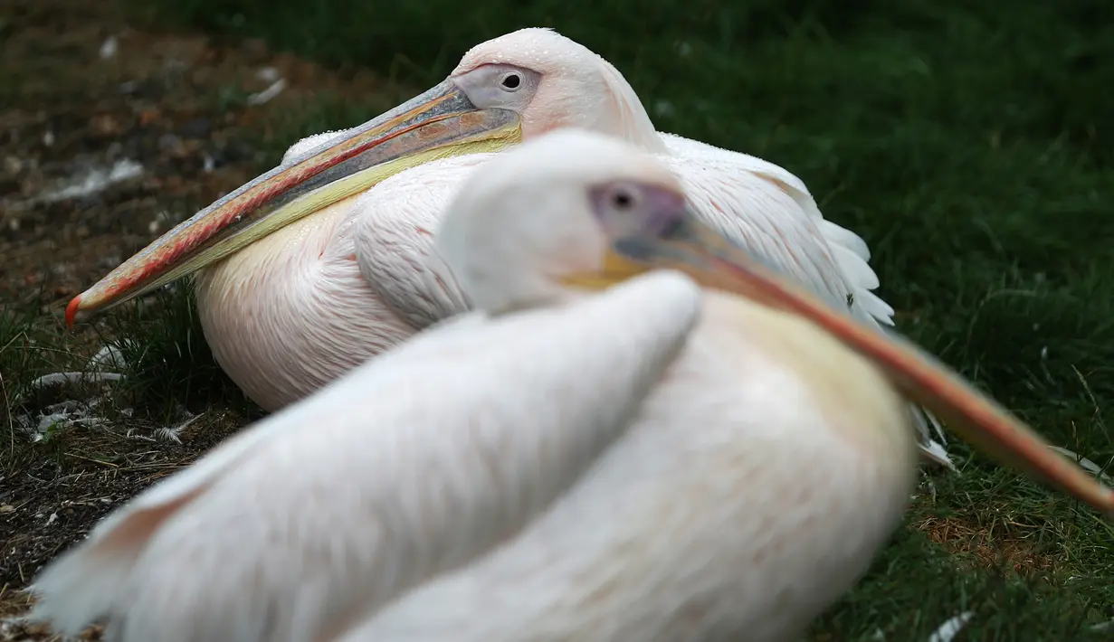 Pelikan duduk di kandang mereka selama penimbangan tahunan Kebun Binatang London, Kamis (23/8). Sekitar 800 spesies yang berbeda ditimbang satu per satu, di antaranya pingiun, gorila, hingga siput raksasa. (Daniel LEAL-OLIVAS/AFP)
