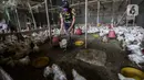 Pekerja memanen ayam potong yang dipesan pembeli di tempat pemotongan saat pandemi COVID-19 di kawasan Kebayoran Lama, Jakarta, Jumat (29/1/2021). Saat ini harga ayam ras di tingkat konsumen berkisar Rp 27.000 per kilogram. (Liputan6.com/Johan Tallo)