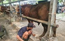 Permintaan Jasa Salon Sapi di Tulungagung Melonjak Jelang Idul Adha 1447 H