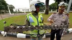 Seorang relawan dari SABER (Sapu Bersih Ranjau Paku) membersihkan ranjau paku di depan Istana Merdeka, Jakarta, Jumat (6/3/2015). Paku yang ditebar oleh orang tidak bertangung jawab seringkali mengganggu para pengguna jalan. (Liputan6.com/Faizal Fanani)