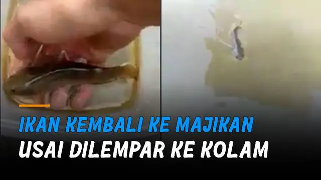 Warganet dibuat gemas sekaligus heran, bagaimana bisa ikan berlaku manja seperti itu.