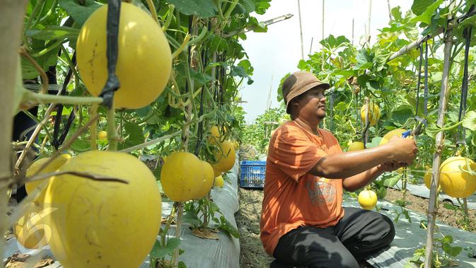 Petani binaan Ewindo memanen buah melon premium Stella F1 di Teluk Naga, Tangerang, Kamis (20/4). Dengan teknik budidaya tanaman hortikultura berkualitas tinggi, melon tersebut dapat mengakses pasar-pasar modern di Ibu Kota. (Liputan6.com/Helmi Afandi)