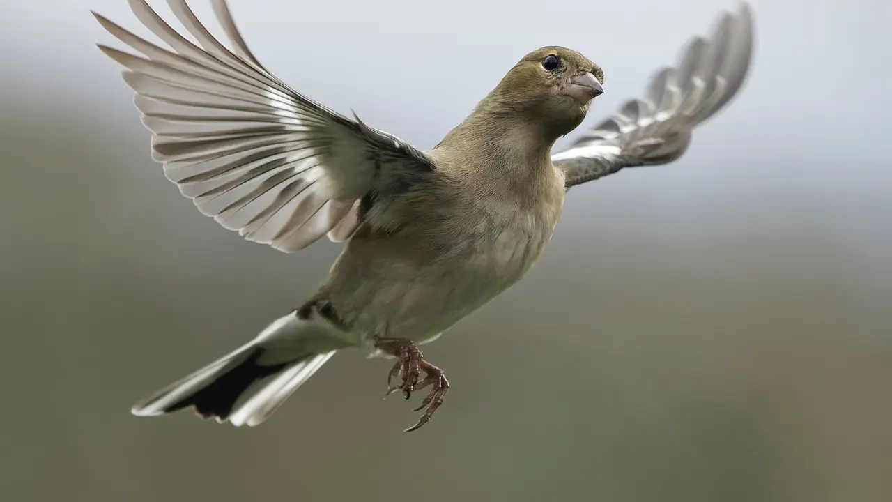 Ilustrasi burung