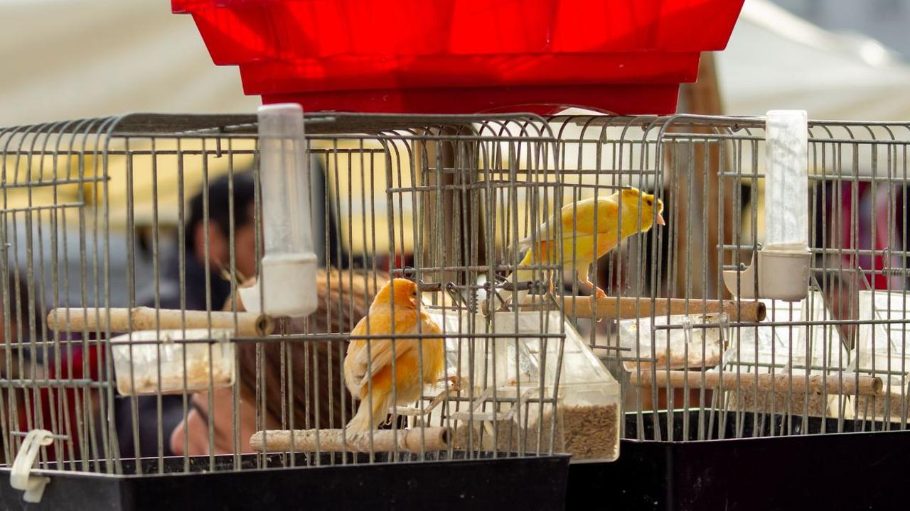Membedakan Kenari Jantan dan Betina