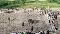 Pesta Adat Adu Kerbau Toraja Utara Jadi Ajang Judi