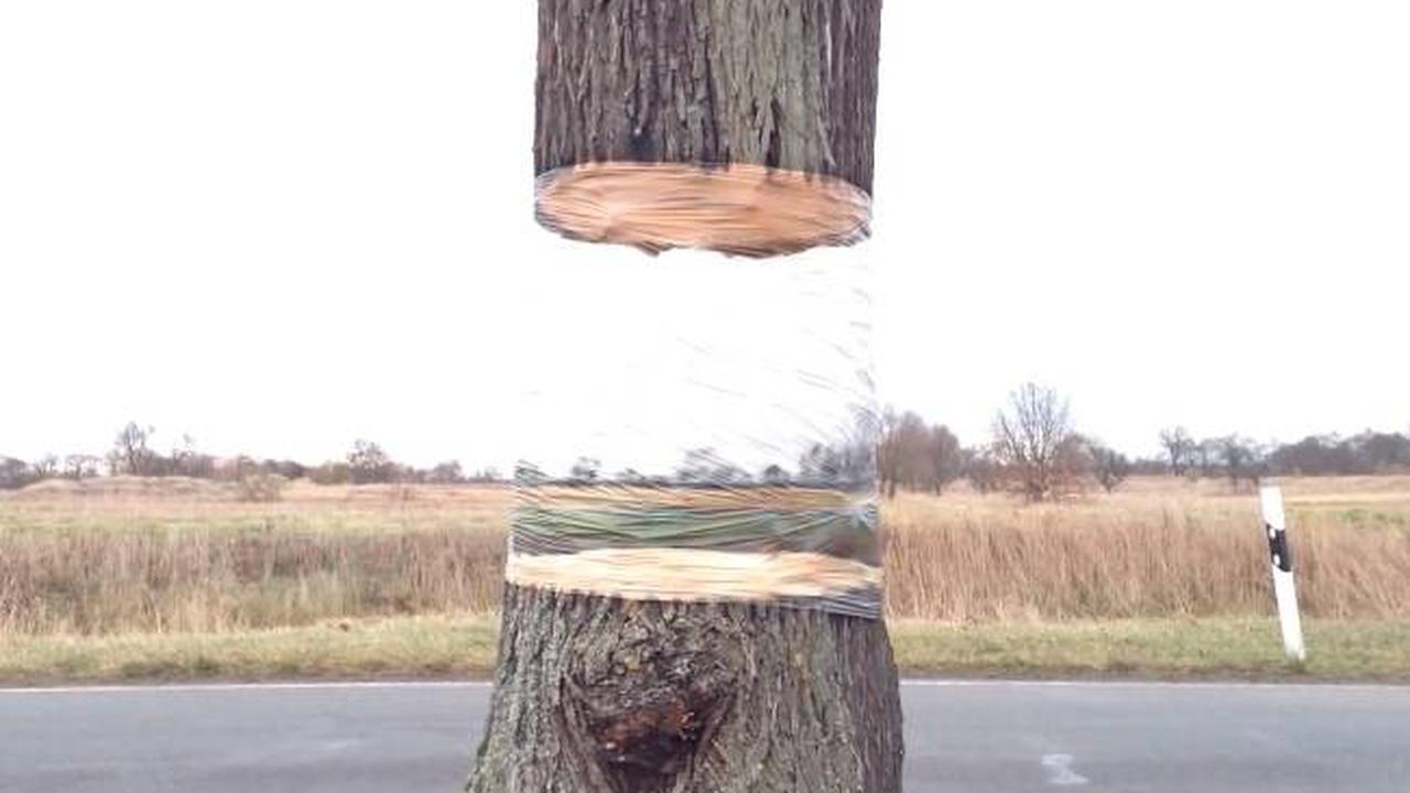 Pohon Ini Sukses Dibuat Melayang Oleh Seniman Jerman