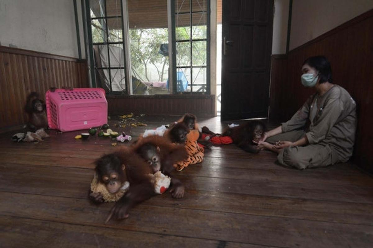 Meratapi kehidupan orang utan di Kalimantan terancam kabut asap
