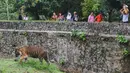 Pada masa libur Lebaran 2025, pengelola Kebun Binatang Ragunan memprediksi masih akan terjadi lonjakan pengunjung dalam beberapa hari ke depan. (merdeka.com/Arie Basuki)