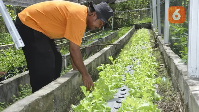 Ilham Ari Wibadi, petani organik asal kabupaten sigi