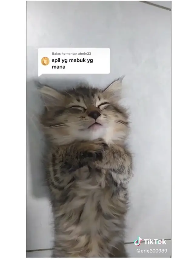 Pria Ini Mudik Bawa 3 Kucing Naik Perahu Sebrangi Sungai, Satu Ekor Mabuk