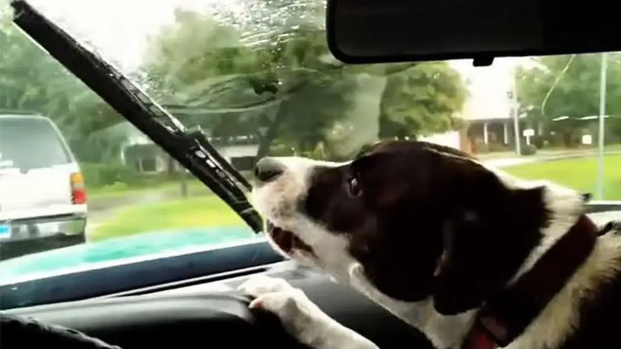 Wiper Jadi Komponen Mobil Paling Dibenci Anjing