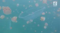Pulau Kakaban terkenal dengan danau air payau yang merupakan salah satu yang terbesar di dunia. di sini wisatawan dapat berenang bersama ubur-ubur jinak.