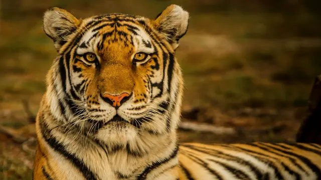 Mimpi Tentang Harimau Lainnya