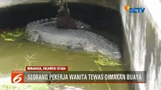 Seorang pekerja wanita di perusahaan pembibitan mutiara, di Kabupaten Minahasa, Sulawesi Utara, tewas dimakan buaya. Jasad korban ditemukan dalam kondisi mengenaskan.