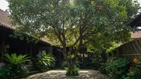 7 Pohon Buah Peneduh Rumah yang Jarang Didatangi Hewan Pengganggu, Aman di Halaman