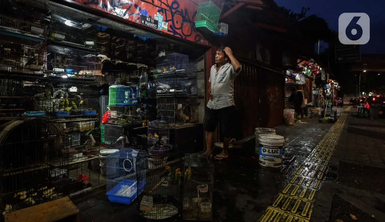 Pedagang merapikan dagangannya saat menutup toko di Pasar Hewan Barito, Jakarta, Senin (8/3/2021). Pedagang di pasar yang menjual aneka hewan peliharaan itu mengalami penurunan omset selama pandemi, meski demikian mereka mengaku tetap bersyukur masih diizinkan berjualan. (Liputan6.com/JohanTallo)