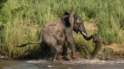 Seekor gajah terlihat berusaha melepaskan diri dari serangan buaya yang menggigit belalainya saat gajah itu minum di sungai, Afrika Selatan, Kamis (5/2/2015). (Dailymail)