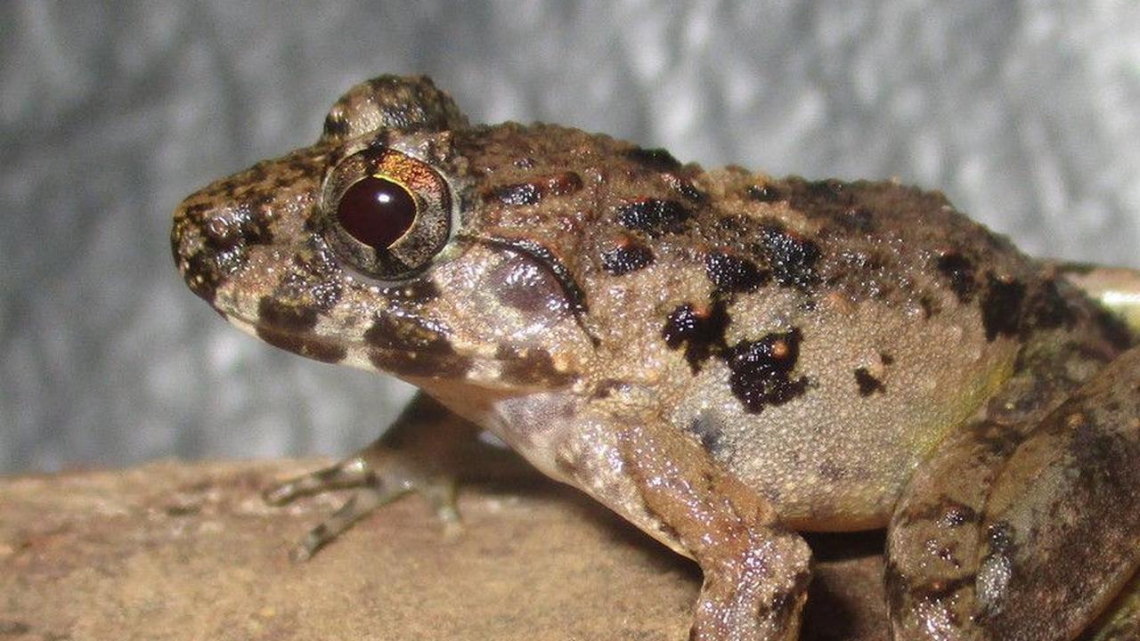 Spesies Baru Katak Kecil Ditemukan di Indonesia, Ukurannya Cuma 3 Cm!