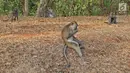 Kawanan monyet terlihat saat berkeliaran di kawasan Pantai Indah Kapuk (PIK), Jakarta, Selasa (17/9/2019). Kawanan monyet yang berasal dari Suaka Margasatwa Muara Angke tersebut keluar dari habitatnya ke jalan untuk mencari makanan. (Liputan6.com/Herman Zakharia)