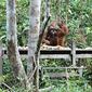 Feeding orangutan di Tanjung Harapan, Tanjung Puting, Kalimantan Tengah. (Liputan6.com/Dinny Mutiah)