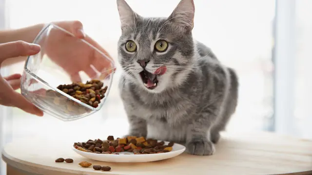 Mengenal Makanan Kucing yang Halal, Terbuat dari Apa Saja?