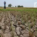 Harus Bersiap, Sederet Ancaman Serius El Nino