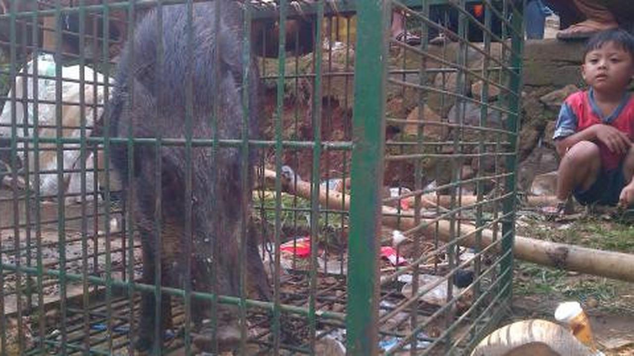 Babi ngepet, ritual mistis meraih kekayaan secara instan