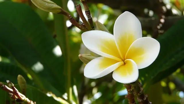 Kamboja, Indah Bunganya