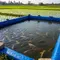 Ikan yang Cocok Dipelihara di Kolam Terpal Dekat Persawahan (AI)